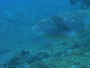 Imga0392