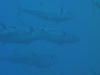Imga0398