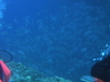 Imga0433