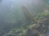 Imga0467