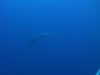 Imga0520