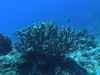 Imga0550