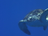 Imga0560