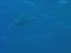 Imga0694