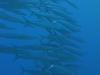Imga0698