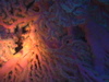 Imga0702
