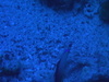 Imga0787