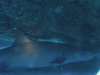 Imga0923
