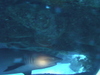 Imga0925