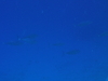 Imga0929