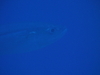 Imga0930