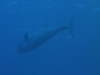 Imga0932