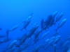 Imga0936_2