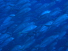 Imga0943_4