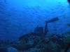 Imga0040