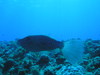 Pa090020