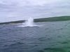 Whale