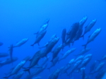 フォトアルバム